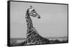 Africa, Kenya, Ol Pejeta Conservancy. Reticulated giraffe Endangered species.-Cindy Miller Hopkins-Framed Stretched Canvas