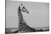 Africa, Kenya, Ol Pejeta Conservancy. Reticulated giraffe Endangered species.-Cindy Miller Hopkins-Stretched Canvas