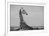 Africa, Kenya, Ol Pejeta Conservancy. Reticulated giraffe Endangered species.-Cindy Miller Hopkins-Framed Photographic Print