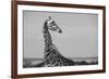 Africa, Kenya, Ol Pejeta Conservancy. Reticulated giraffe Endangered species.-Cindy Miller Hopkins-Framed Photographic Print