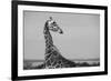 Africa, Kenya, Ol Pejeta Conservancy. Reticulated giraffe Endangered species.-Cindy Miller Hopkins-Framed Photographic Print