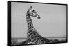 Africa, Kenya, Ol Pejeta Conservancy. Reticulated giraffe Endangered species.-Cindy Miller Hopkins-Framed Stretched Canvas