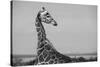 Africa, Kenya, Ol Pejeta Conservancy. Reticulated giraffe Endangered species.-Cindy Miller Hopkins-Stretched Canvas