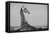 Africa, Kenya, Ol Pejeta Conservancy. Reticulated giraffe Endangered species.-Cindy Miller Hopkins-Framed Stretched Canvas