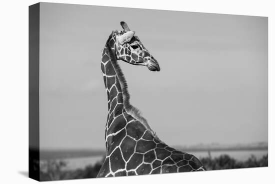 Africa, Kenya, Ol Pejeta Conservancy. Reticulated giraffe Endangered species.-Cindy Miller Hopkins-Stretched Canvas