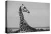 Africa, Kenya, Ol Pejeta Conservancy. Reticulated giraffe Endangered species.-Cindy Miller Hopkins-Stretched Canvas