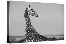 Africa, Kenya, Ol Pejeta Conservancy. Reticulated giraffe Endangered species.-Cindy Miller Hopkins-Stretched Canvas