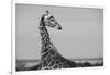 Africa, Kenya, Ol Pejeta Conservancy. Reticulated giraffe Endangered species.-Cindy Miller Hopkins-Framed Photographic Print