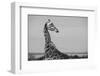 Africa, Kenya, Ol Pejeta Conservancy. Reticulated giraffe Endangered species.-Cindy Miller Hopkins-Framed Photographic Print