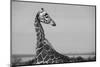 Africa, Kenya, Ol Pejeta Conservancy. Reticulated giraffe Endangered species.-Cindy Miller Hopkins-Mounted Photographic Print