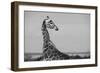 Africa, Kenya, Ol Pejeta Conservancy. Reticulated giraffe Endangered species.-Cindy Miller Hopkins-Framed Photographic Print