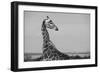 Africa, Kenya, Ol Pejeta Conservancy. Reticulated giraffe Endangered species.-Cindy Miller Hopkins-Framed Photographic Print