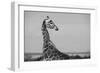 Africa, Kenya, Ol Pejeta Conservancy. Reticulated giraffe Endangered species.-Cindy Miller Hopkins-Framed Photographic Print