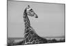 Africa, Kenya, Ol Pejeta Conservancy. Reticulated giraffe Endangered species.-Cindy Miller Hopkins-Mounted Photographic Print