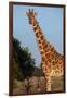 Africa, Kenya, Ol Pejeta Conservancy. Reticulated giraffe with yellow-billed oxpeckers.-Cindy Miller Hopkins-Framed Photographic Print