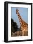 Africa, Kenya, Ol Pejeta Conservancy. Reticulated giraffe with yellow-billed oxpeckers.-Cindy Miller Hopkins-Framed Photographic Print