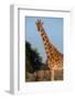 Africa, Kenya, Ol Pejeta Conservancy. Reticulated giraffe with yellow-billed oxpeckers.-Cindy Miller Hopkins-Framed Photographic Print