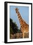 Africa, Kenya, Ol Pejeta Conservancy. Reticulated giraffe with yellow-billed oxpeckers.-Cindy Miller Hopkins-Framed Photographic Print