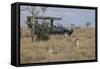 Africa, Kenya, Ol Pejeta Conservancy. Safari jeep with male cheetahs, endangered species.-Cindy Miller Hopkins-Framed Stretched Canvas