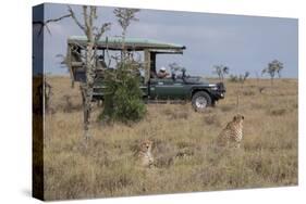 Africa, Kenya, Ol Pejeta Conservancy. Safari jeep with male cheetahs, endangered species.-Cindy Miller Hopkins-Stretched Canvas