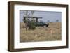 Africa, Kenya, Ol Pejeta Conservancy. Safari jeep with male cheetahs, endangered species.-Cindy Miller Hopkins-Framed Photographic Print