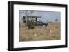 Africa, Kenya, Ol Pejeta Conservancy. Safari jeep with male cheetahs, endangered species.-Cindy Miller Hopkins-Framed Photographic Print