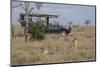 Africa, Kenya, Ol Pejeta Conservancy. Safari jeep with male cheetahs, endangered species.-Cindy Miller Hopkins-Mounted Photographic Print