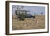 Africa, Kenya, Ol Pejeta Conservancy. Safari jeep with male cheetahs, endangered species.-Cindy Miller Hopkins-Framed Photographic Print