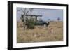 Africa, Kenya, Ol Pejeta Conservancy. Safari jeep with male cheetahs, endangered species.-Cindy Miller Hopkins-Framed Photographic Print