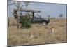 Africa, Kenya, Ol Pejeta Conservancy. Safari jeep with male cheetahs, endangered species.-Cindy Miller Hopkins-Mounted Photographic Print