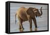 Africa, Kenya, Samburu, Ewaso Ng'iro River, African elephant.-Emily Wilson-Framed Stretched Canvas