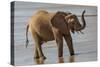 Africa, Kenya, Samburu, Ewaso Ng'iro River, African elephant.-Emily Wilson-Stretched Canvas