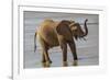 Africa, Kenya, Samburu, Ewaso Ng'iro River, African elephant.-Emily Wilson-Framed Photographic Print