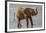 Africa, Kenya, Samburu, Ewaso Ng'iro River, African elephant.-Emily Wilson-Framed Photographic Print