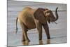 Africa, Kenya, Samburu, Ewaso Ng'iro River, African elephant.-Emily Wilson-Mounted Photographic Print