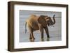 Africa, Kenya, Samburu, Ewaso Ng'iro River, African elephant.-Emily Wilson-Framed Photographic Print