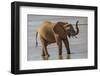 Africa, Kenya, Samburu, Ewaso Ng'iro River, African elephant.-Emily Wilson-Framed Photographic Print