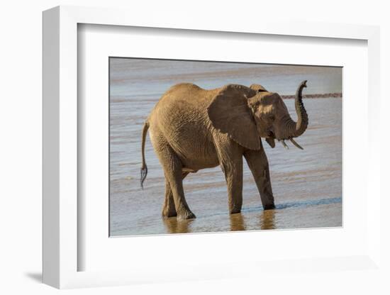Africa, Kenya, Samburu, Ewaso Ng'iro River, African elephant.-Emily Wilson-Framed Photographic Print