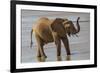 Africa, Kenya, Samburu, Ewaso Ng'iro River, African elephant.-Emily Wilson-Framed Photographic Print