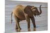 Africa, Kenya, Samburu, Ewaso Ng'iro River, African elephant.-Emily Wilson-Mounted Photographic Print