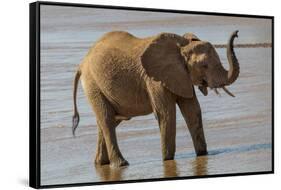 Africa, Kenya, Samburu, Ewaso Ng'iro River, African elephant.-Emily Wilson-Framed Stretched Canvas