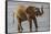 Africa, Kenya, Samburu, Ewaso Ng'iro River, African elephant.-Emily Wilson-Framed Stretched Canvas