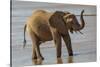 Africa, Kenya, Samburu, Ewaso Ng'iro River, African elephant.-Emily Wilson-Stretched Canvas