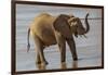 Africa, Kenya, Samburu, Ewaso Ng'iro River, African elephant.-Emily Wilson-Framed Photographic Print