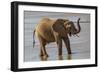 Africa, Kenya, Samburu, Ewaso Ng'iro River, African elephant.-Emily Wilson-Framed Photographic Print