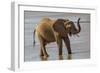 Africa, Kenya, Samburu, Ewaso Ng'iro River, African elephant.-Emily Wilson-Framed Photographic Print