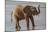 Africa, Kenya, Samburu, Ewaso Ng'iro River, African elephant.-Emily Wilson-Mounted Photographic Print