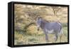 Africa, Kenya, Samburu National Game Reserve and Park, Grevy's Zebra.-Emily Wilson-Framed Stretched Canvas