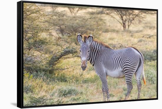 Africa, Kenya, Samburu National Game Reserve and Park, Grevy's Zebra.-Emily Wilson-Framed Stretched Canvas