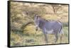 Africa, Kenya, Samburu National Game Reserve and Park, Grevy's Zebra.-Emily Wilson-Framed Stretched Canvas